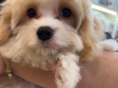 -翊宠yipet猫狗购宠庄园犬舍•猫舍