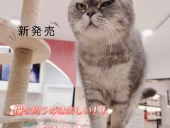 -喵园·猫主题咖啡厅·撸猫·猫咖(国贸店)