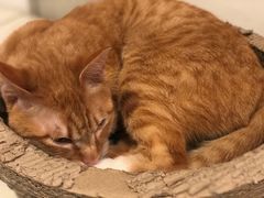 -Cappucimeow猫咪咖啡馆(韦伯时代店)
