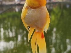 -丰台花园