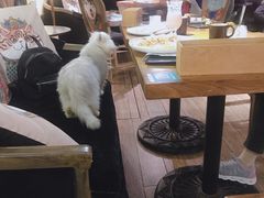 大堂-more than meow吴止猫主题餐厅(承德 中船汇店)