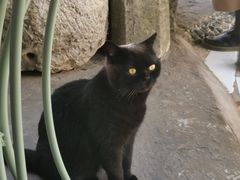 -喵屿·大理花园猫咖