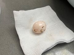 -爱侣宠医·鹦鹉专科·小型哺乳类·异宠专科(灵石路店)