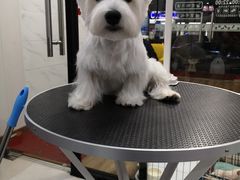 -欣怡宠物店