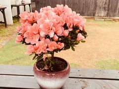-香雪海