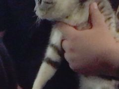 -猫猫幼稚园·撸猫·桌游·电玩