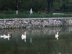 -望湖公园