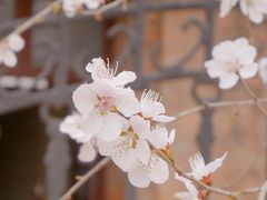 -桃花堤公园