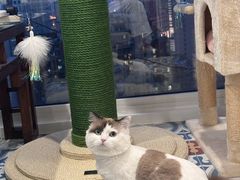 -momokira米努特·德文卷毛猫·棉花面纱犬