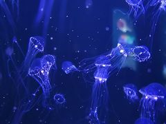 -青岛海底世界-水族馆