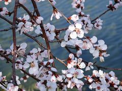 -桃花堤公园