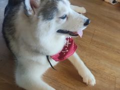 -Husky Go! 哈士奇体验馆·宠物咖啡厅狗咖