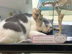 -瑞派动物医院·猫专科·至诚(江南中分院)