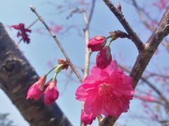 -天适樱花悠乐园