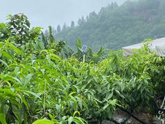 -桃源山庄·水蜜桃采摘·柴火鸡·烧烤团建(龙泉山店)