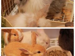 -猫猫幼稚园·撸猫·桌游·电玩