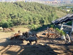 -大青山野生动物园