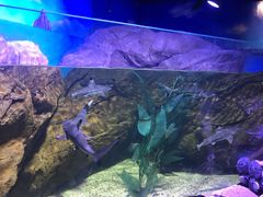 -乌鲁木齐海洋馆