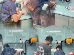 -猫宠乐园·专业洗护