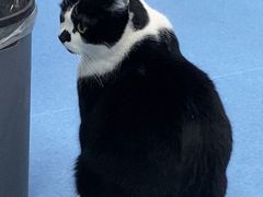 -万博宠物医院·手术·诊疗(未央凤城五路店)