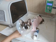 -北京观赏动物医院·24小时大型综合·猫专科·异宠专科