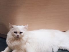 -瞄一喵猫咖(格力海岸店)