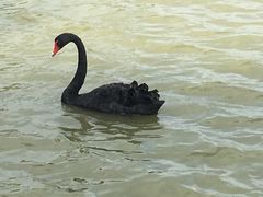 -盐城丹顶鹤湿地生态旅游区
