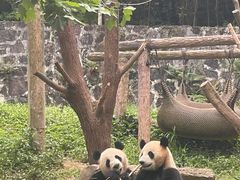 -都江堰中华大熊猫苑