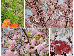 -花开海上生态园