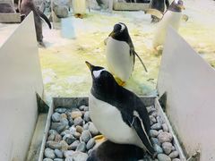 -大连圣亚海洋世界