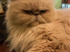 -猫色咖啡·猫咖