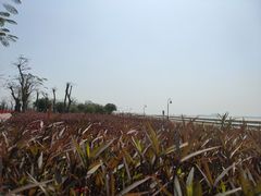 -芒洲湿地公园