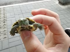 -曲阳花鸟市场(曲阳路店)