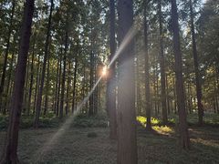 -黄海国家森林公园