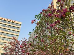 -首都医科大学附属北京潞河医院