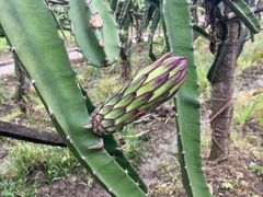 -瑞丽独树成林风景区