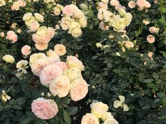 -人民公园(罗湖区)