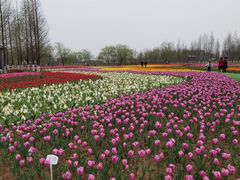 -杭州湾海上花田景区