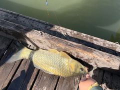 -酷鱼垂钓CLUB(朝阳区博大路店 )