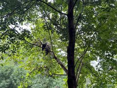 -都江堰中华大熊猫苑