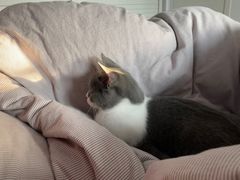 -翊宠yipet猫狗购宠庄园犬舍•猫舍