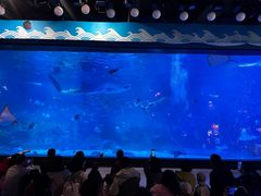 -烟台海昌鲸鲨海洋公园