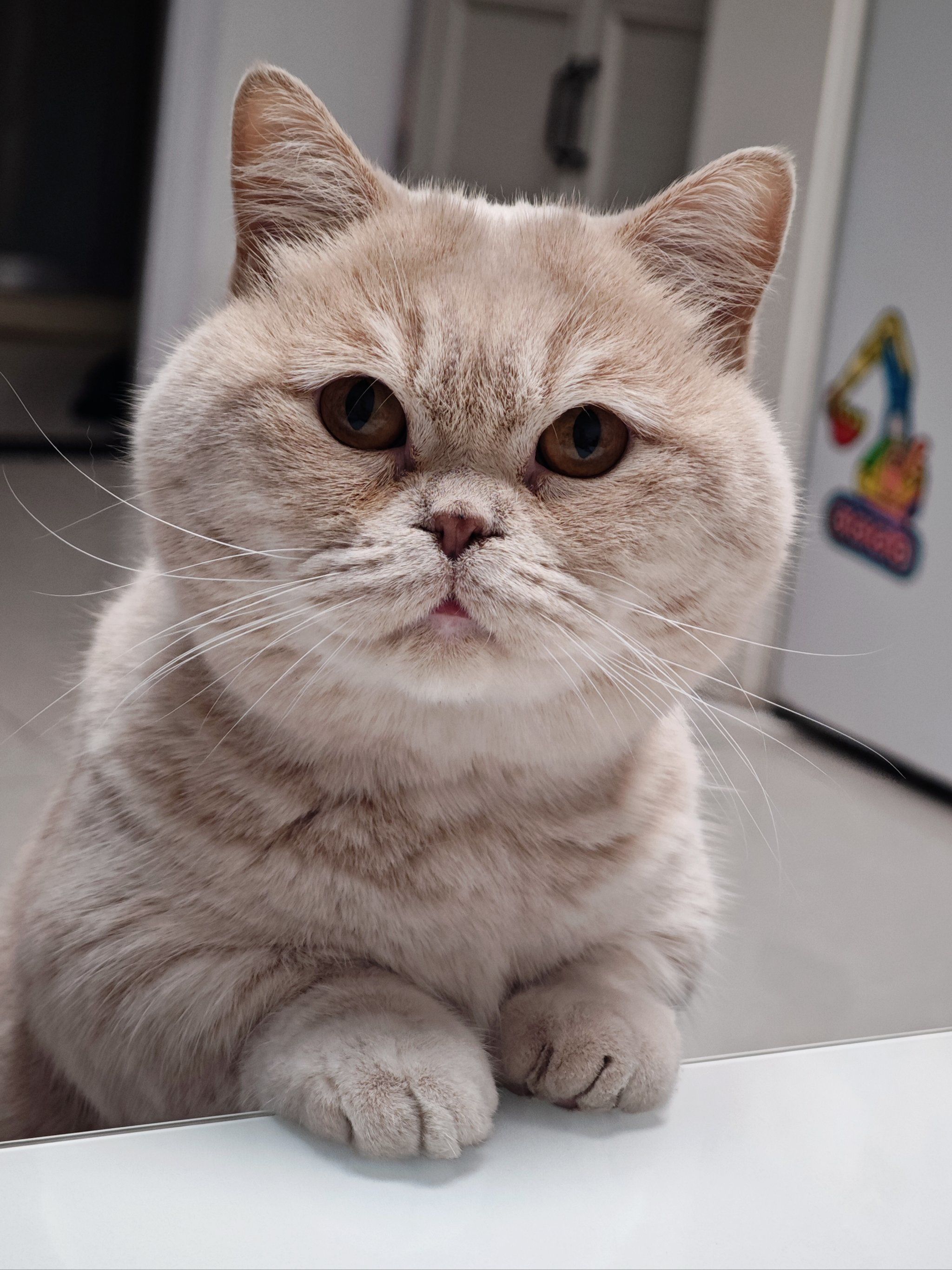 🐱萌萌哒的曼斯基康矮脚猫