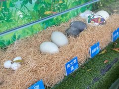 -广州长隆飞鸟乐园