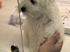 -翊宠yipet猫狗购宠庄园犬舍•猫舍