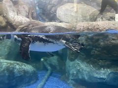 -福州罗源湾海洋世界旅游区