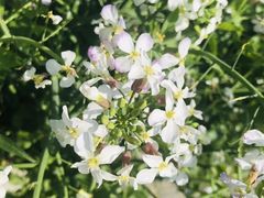 -南汇桃花村
