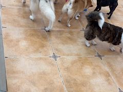 -Let's go狗咖·猫咖·奶狗·桌游(春熙路IFS店)