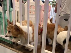 -柯斗斗主题餐厅·狗咖·围炉煮茶·茶饮(国瑞升平里店)