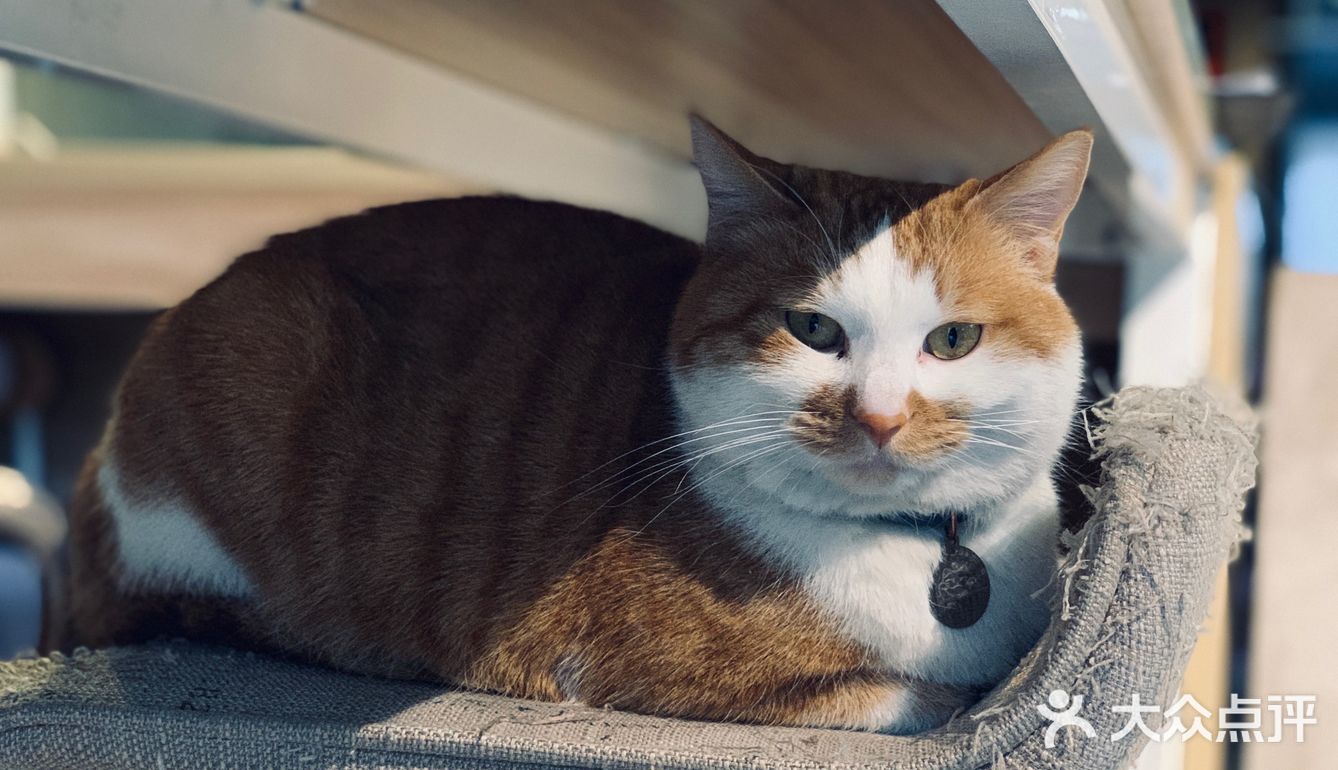 在这喝上一杯手冲，观察观察🐱们，午后时光舒服的紧[得意]